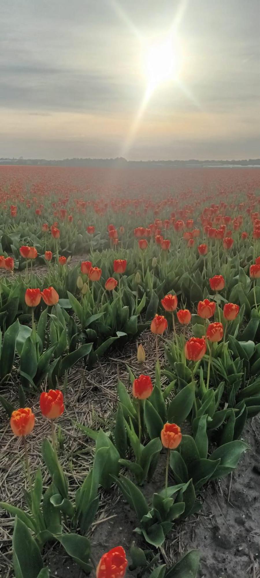 Ons Achter * Noordwijkerhout